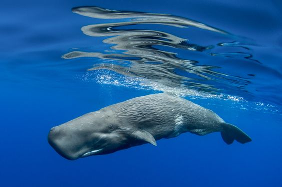 Sperm Whale, Hewan Dengan Memiliki Otak Terbesar