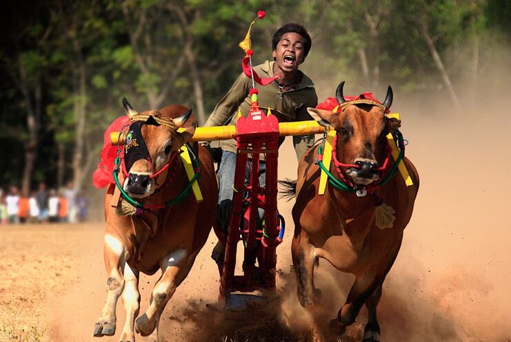 Festival Karapan Sapi