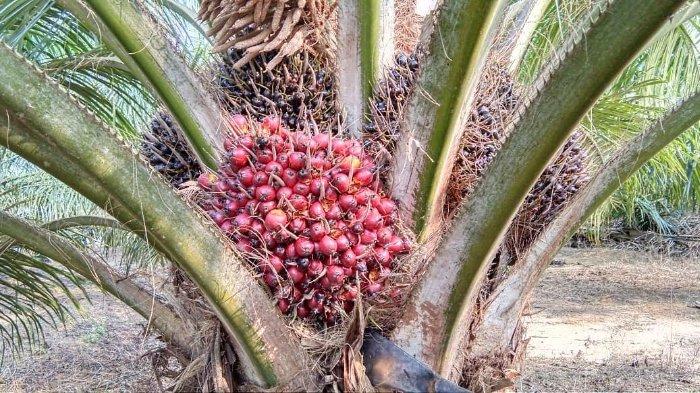 Industri Kelapa Sawit Di Indonesia Yang Sedang Berkembang