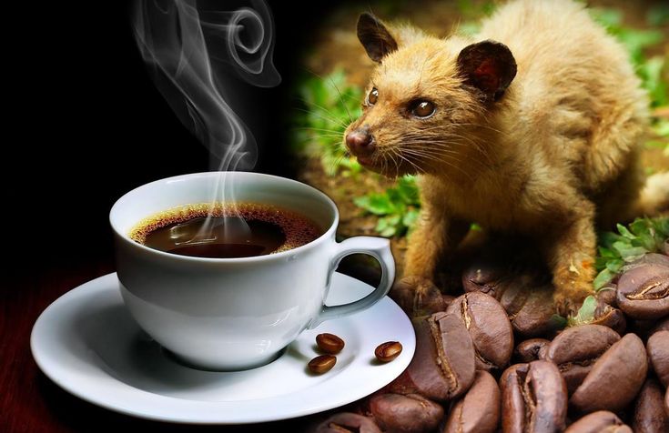 Fakta Tentang Kopi Luwak Yang Terbuat Dari Kotoran