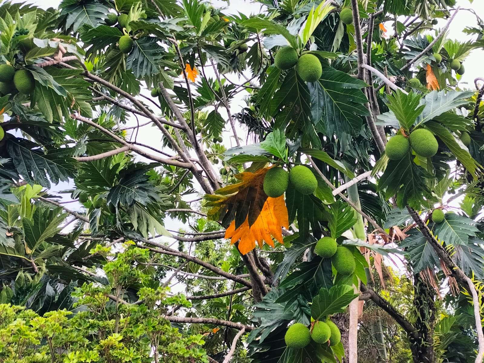 Kelezatan Buah Sukun