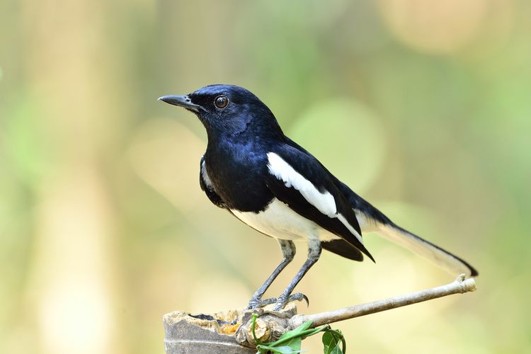 Mengenal Burung Kacer