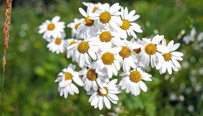 Bunga Chamomile Memiliki Efek Samping Kontraksi Rahim, Benar?