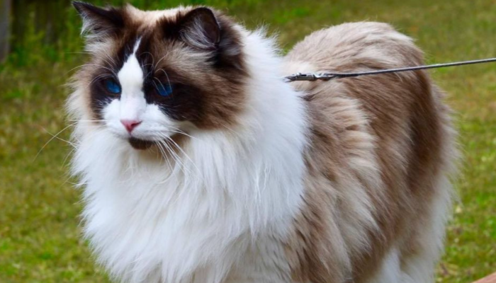 Kucing Ragdoll Terkenal Sangat Ramah Kepada Pemiliknya