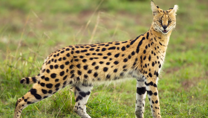 Ras Kucing Serval Memiliki Perseteruan Dengan Cheetah