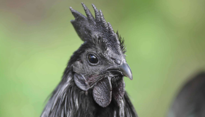 Ras Ayam Cemani Punya pigmen Warna Hitam Pekat