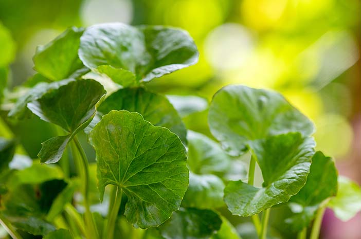 Centella Asiatica: Rahasia Ampuh Mengatasi Jerawat