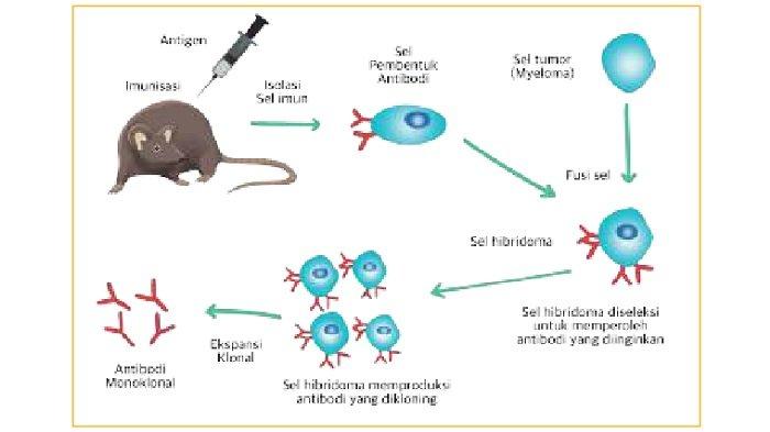 Teknologi Hibridoma Yang Menggabungkan Sel Dari Fusi