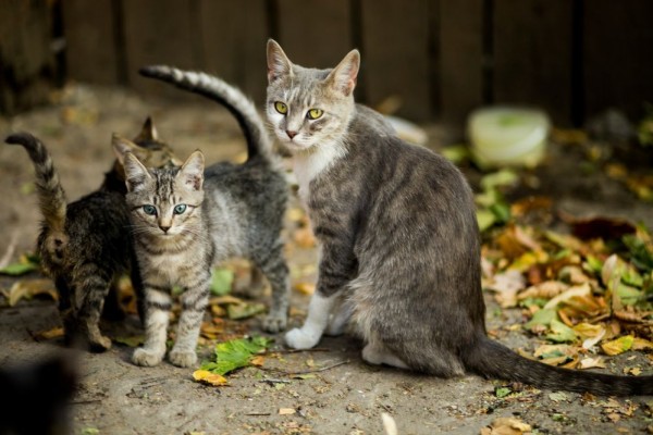 Tips Merawat Kucing Lokal Dengan Efektif