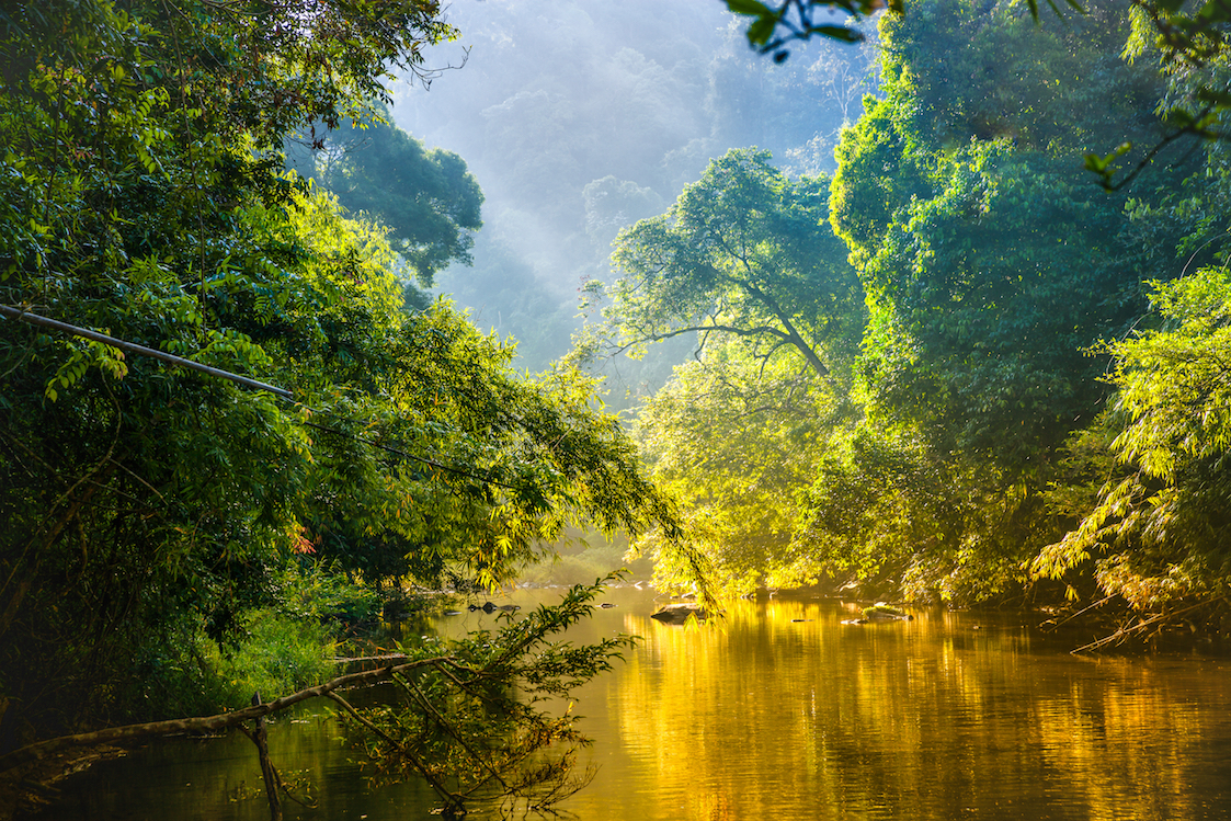 Menelusuri Misteri Kehidupan Liar Hutan Amazon