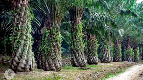 Keseimbangan Ekonomi Dan Lingkungan Di Daerah Minyak