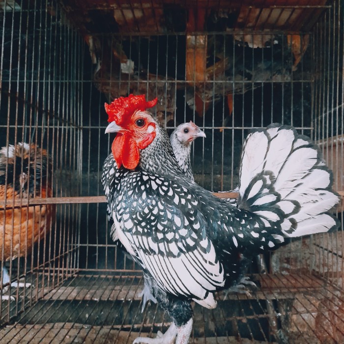 Ayam Sebright, Mulai Dari Sejarah Hingga Keunikannya