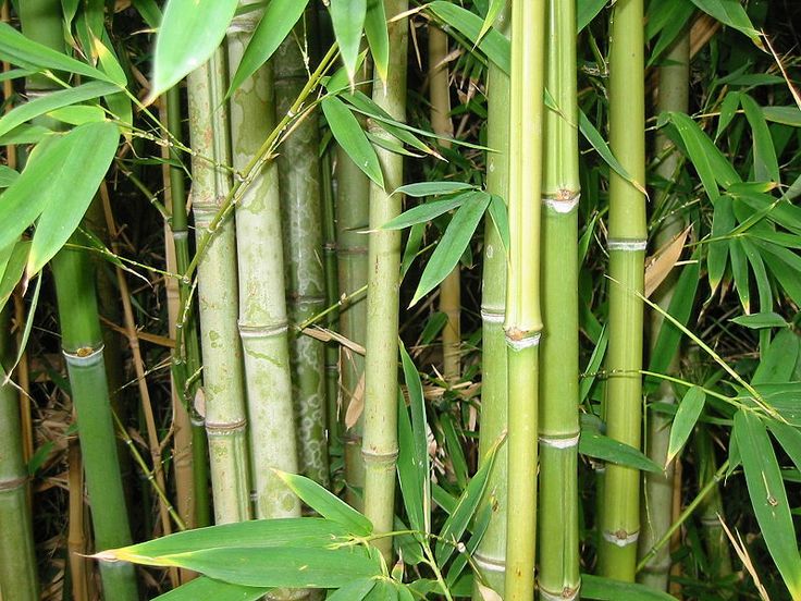 Tumbuhan Bambu Ternyata Jenis Rumput Tertinggi Di Dunia!