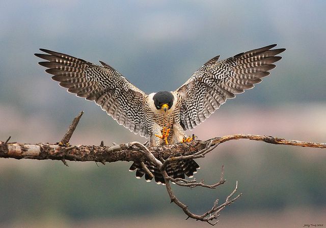 Falcon Sang Burung Tercepat di Dunia