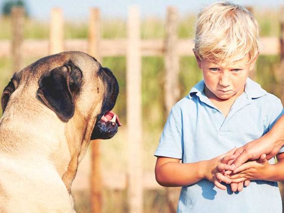 Mengenal Cynophobia, Yaitu Ketakutan Pada Anjing Berlebihan