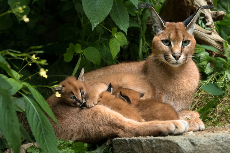 Kucing Caracal: Hewan Berbahaya Yang Di Jadikan Peliharaan