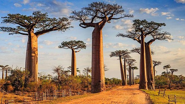 Pulau Indah Madagaskar Di Negara Afrika