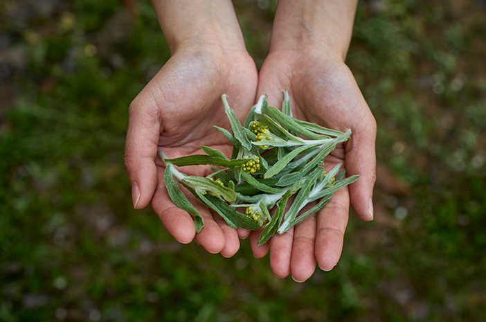 Tanaman Herbal Mugwort Memiliki Banyak Khasiat