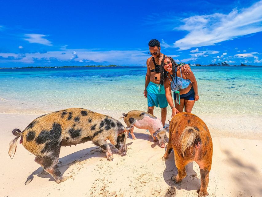 Pig Beach : Pantai Unik Di Exuma, Bahamas