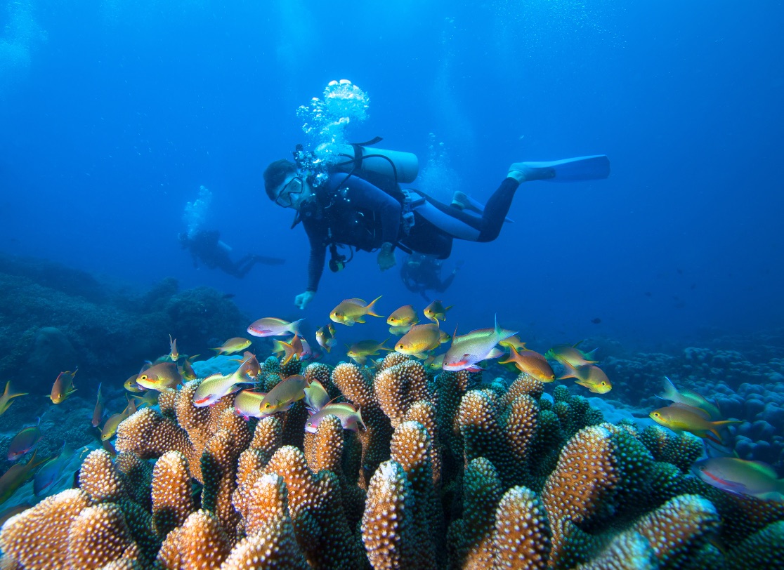 Destinasi Selam Terumbu Karang Di Raja Ampat