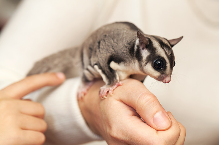 Sugar Glider : Hewan Yang Dapat Menularkan Leptospirosis