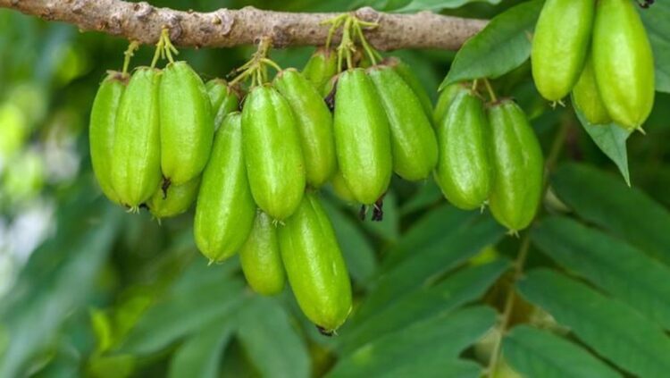 Belimbing Sayur Memiliki Sejuta Kegunaan Dalam Kuliner