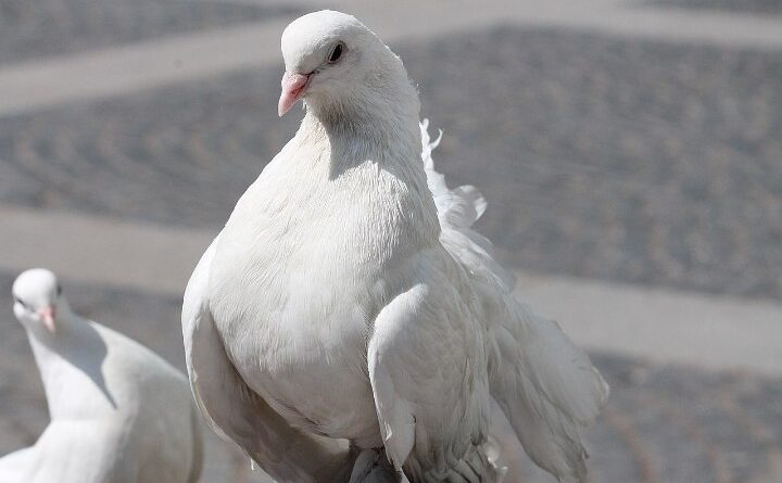 Burung Merpati