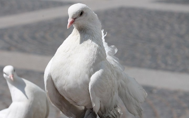 Burung Merpati