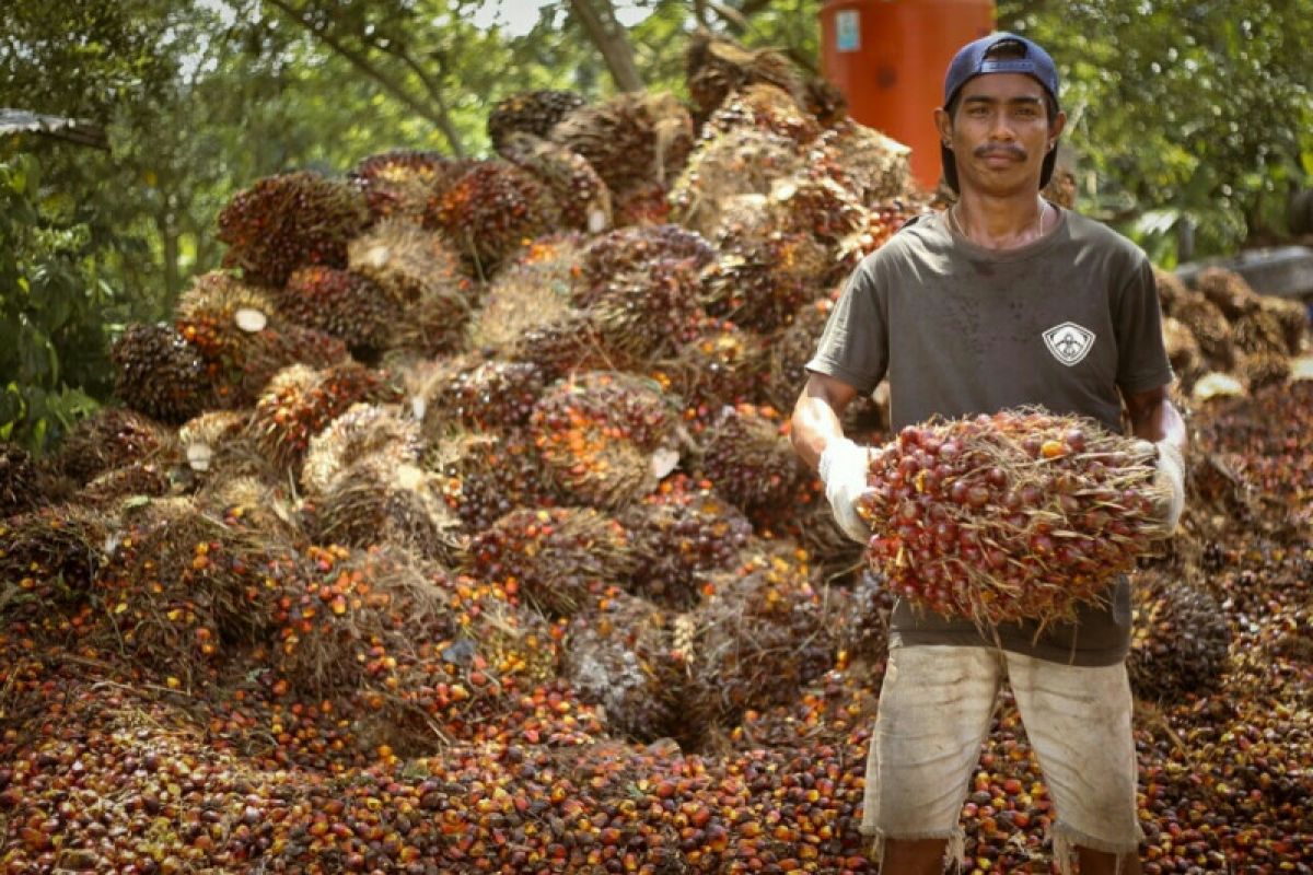 Pabrik Kelapa Sawit