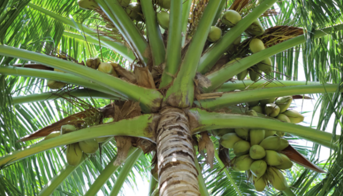 Pohon Kelapa Harus Di Budidayakan Agar Tidak Punah