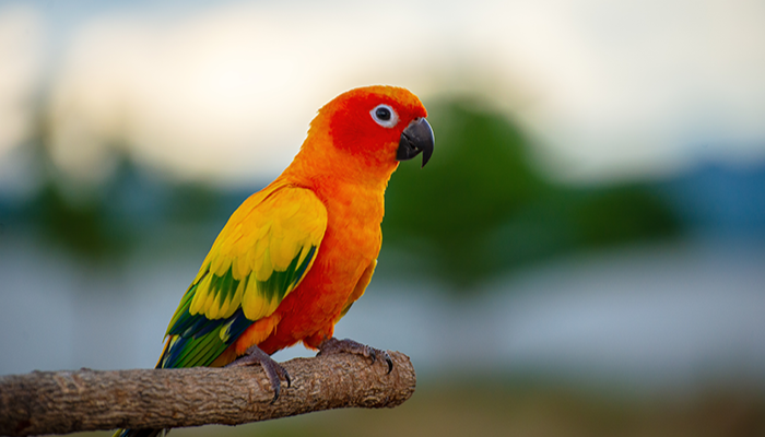 Burung Beo Menjadi Spesies Burung Yang Paling Menarik