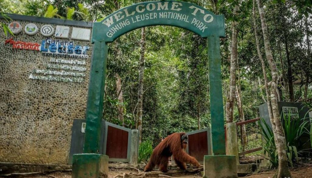 Wisata Bukit Lawang