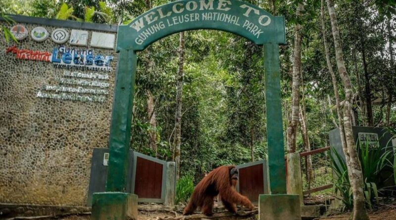 Wisata Bukit Lawang