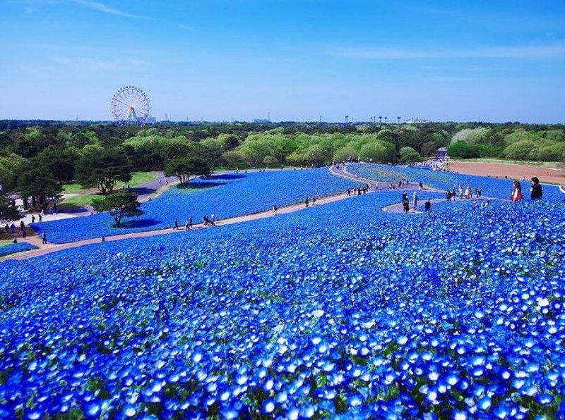 Hitachi Seaside Park Jepang Terlihat Seperti Lukisan Hidup