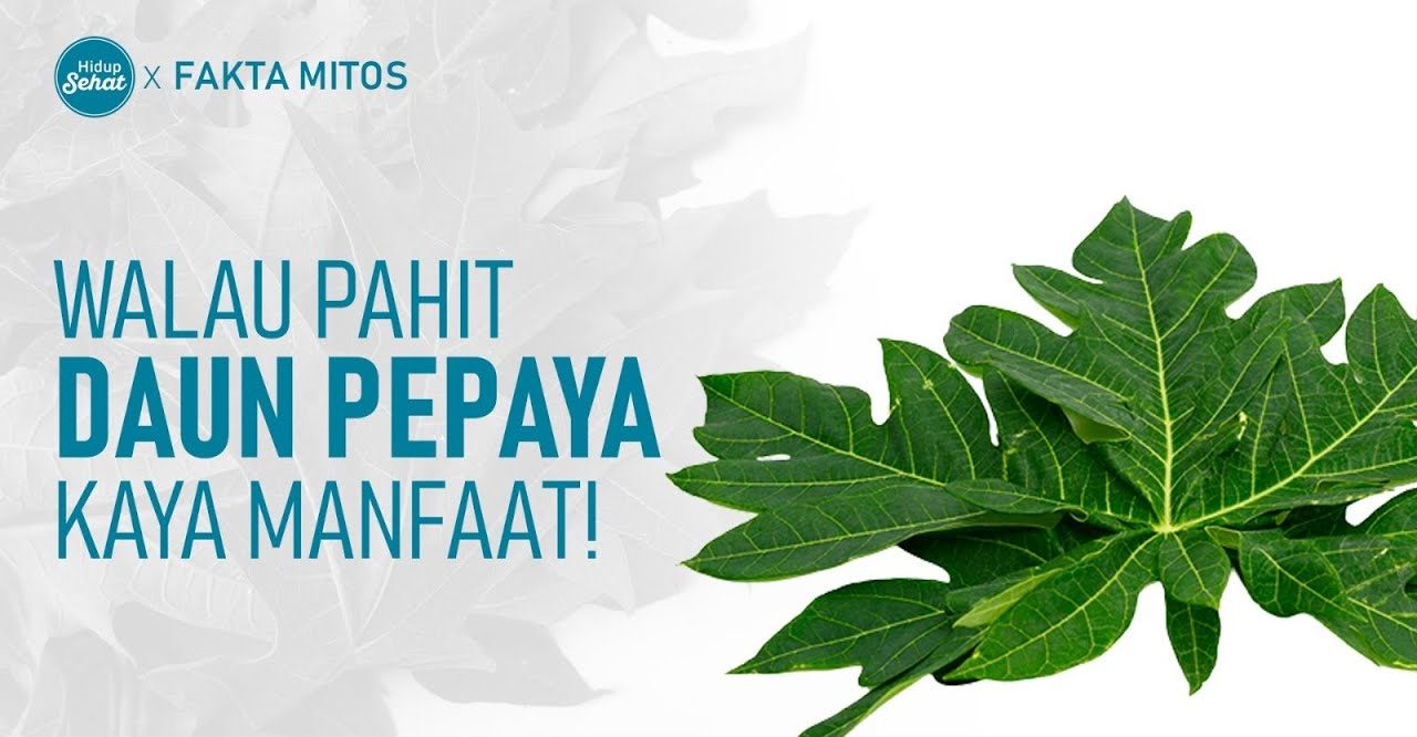 Khasiat Daun Papaya Menjaga Kesehatan Secara Menyeluruh