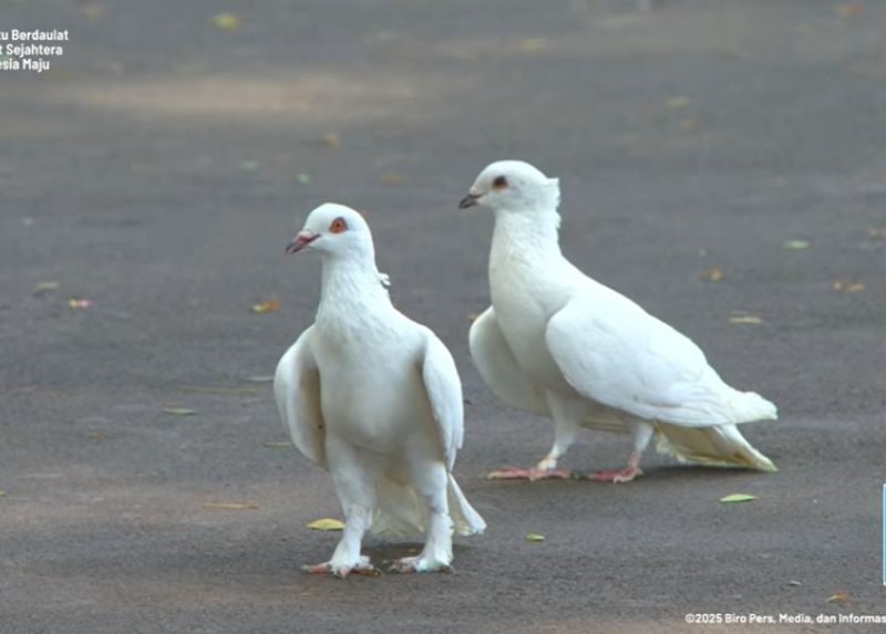 Makna Melepas Burung Merpati