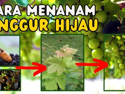 Tips Budidaya Anggur Hijau