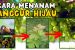 Tips Budidaya Anggur Hijau