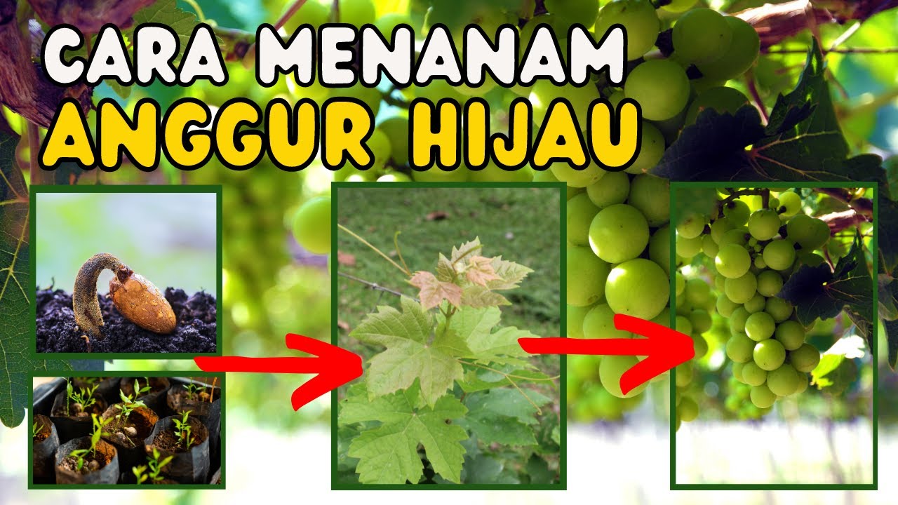 Tips Budidaya Anggur Hijau