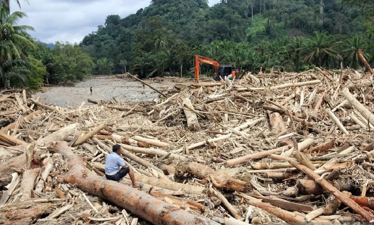 Penebangan Hutan Semakin Merajalela Siapakah Dalangnya?