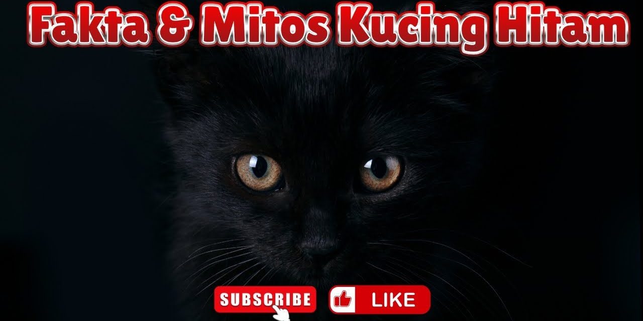 Misteri Kucing Hitam Dan Kaitannya Dengan Dunia Mistis
