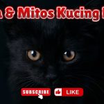 Misteri Kucing Hitam Dan Kaitannya Dengan Dunia Mistis