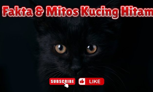 Misteri Kucing Hitam Dan Kaitannya Dengan Dunia Mistis