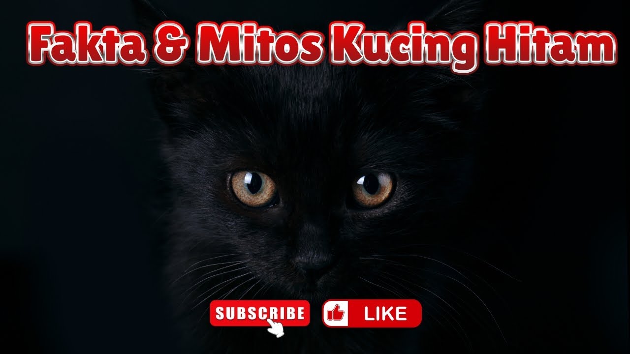 Misteri Kucing Hitam