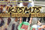 Bahan Dasar Pembuatan Kismis
