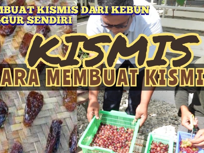Bahan Dasar Pembuatan Kismis
