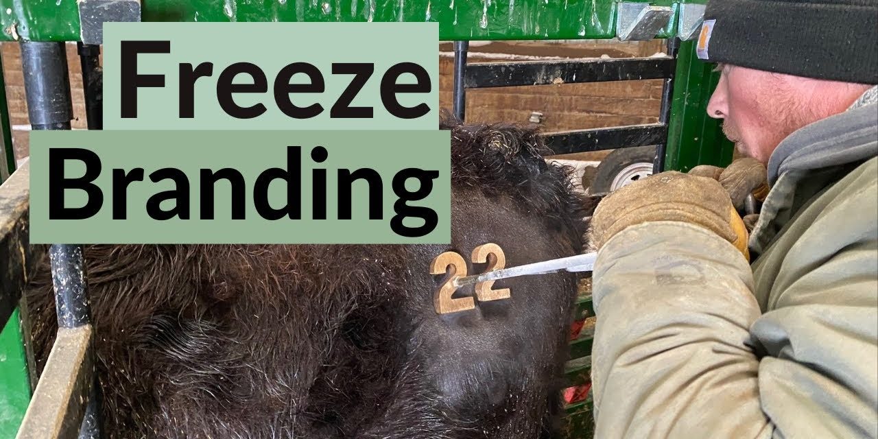 Teknologi Freeze Branding Dalam Dunia Peternakan Modern