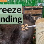 Teknologi Freeze Branding Dalam Dunia Peternakan Modern