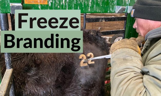 Teknologi Freeze Branding Dalam Dunia Peternakan Modern