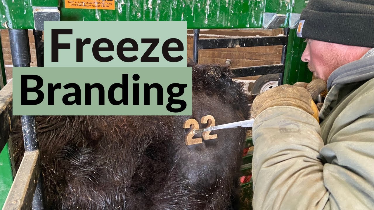 Teknologi Freeze Branding